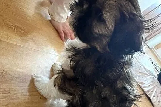 Suczka shih tzu, Mazowieckie, Lipa