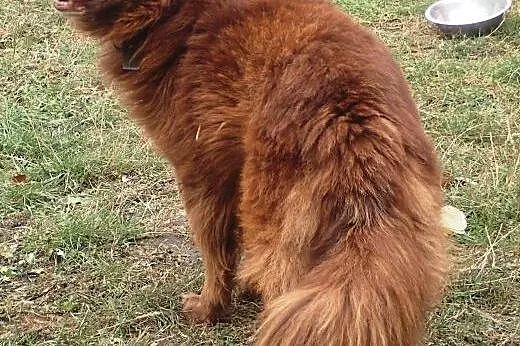 Do adopcji Wedel, śliczny czekoladowy pies,  łódzk