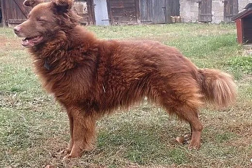 Do adopcji Wedel, śliczny czekoladowy pies,  łódzk
