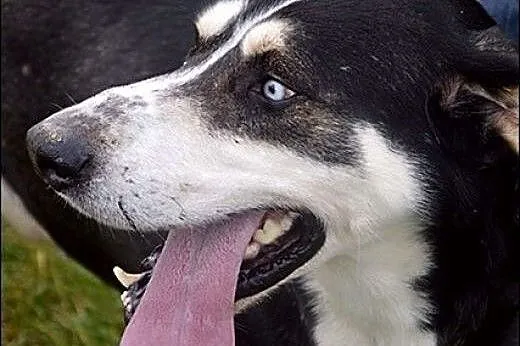 Niebieskooki, uśmiechnięty Lupus :),  wielkopolski