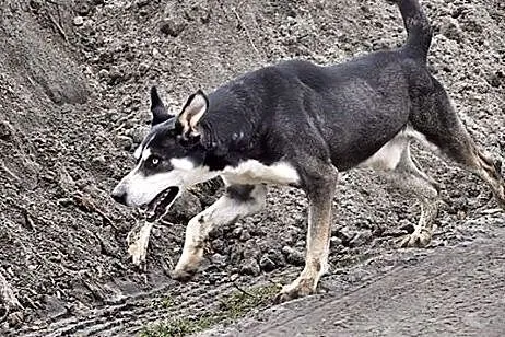 Niebieskooki, uśmiechnięty Lupus :),  wielkopolski