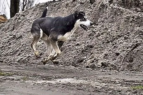 Niebieskooki, uśmiechnięty Lupus :),  wielkopolski