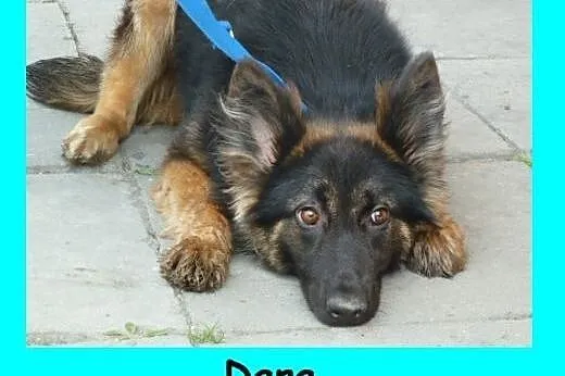 Dara - przepiękna młodziutka sunia w typie ON,  dolnośląskie Wrocław
