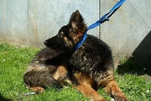 Dara - przepiękna młodziutka sunia w typie ON,  do