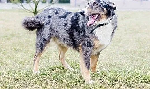 MERLIN-cudowny pies, mix Owczarka Australijskiego