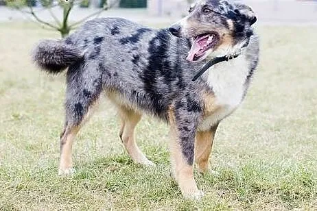 MERLIN-cudowny pies, mix Owczarka Australijskiego 