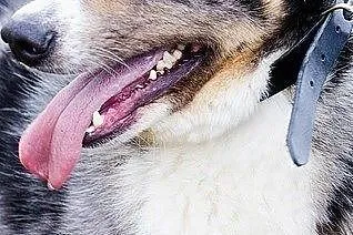 MERLIN-cudowny pies, mix Owczarka Australijskiego 