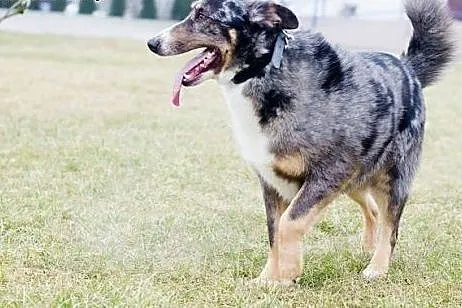 MERLIN-cudowny pies, mix Owczarka Australijskiego 