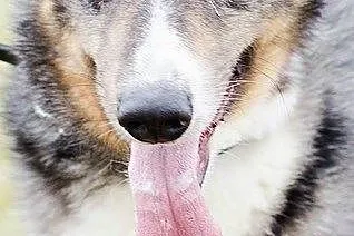 MERLIN-cudowny pies, mix Owczarka Australijskiego 