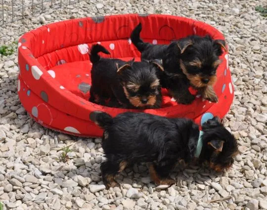 Szczenięta York Terrier do adopcji Prosimy o kontakt mailowy: {{amandinelisa01@gmail.com}}, , Opole