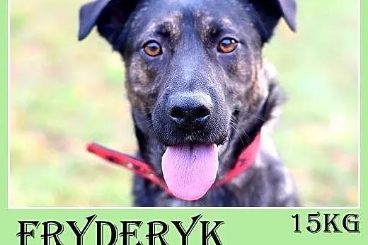 Traci dom,groźba schroniska,łagodny pies FRYDERYK.Adopcja,  dolnośląskie Wrocław