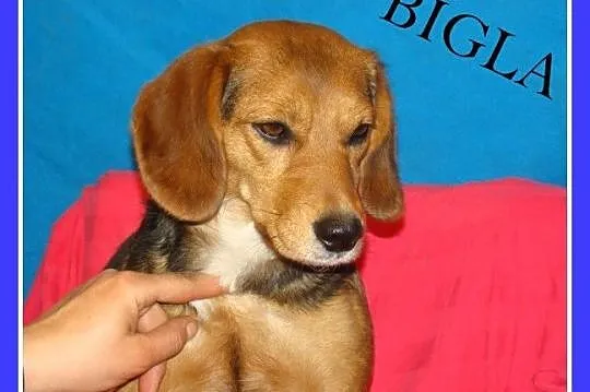 BIGLUNIA roczna suczka,waga 12kg,bardzo przyjazna i towarzyska_Adopcja
