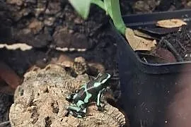 Drzewołaz złocisty (Dendrobates auratus)