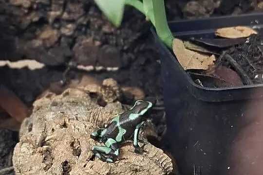 Drzewołaz złocisty (Dendrobates auratus), Małopolskie, Kraków