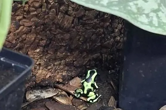 Drzewołaz złocisty (Dendrobates auratus), Małopolskie, Kraków