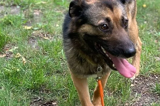 1,2,3... adoptujesz Borysa właśnie Ty! :), Łódzkie, Łódź