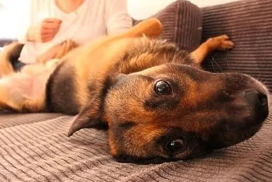 1,2,3... adoptujesz Borysa właśnie Ty! :), Łódzkie, Łódź