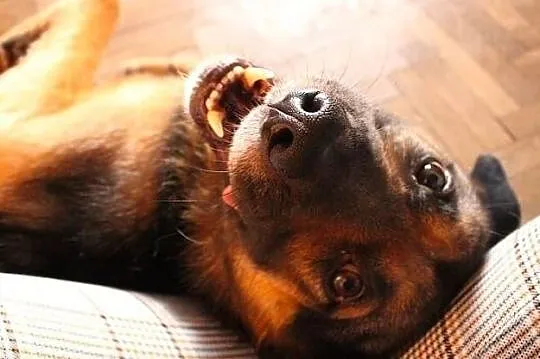 1,2,3... adoptujesz Borysa właśnie Ty! :), Łódzkie, Łódź