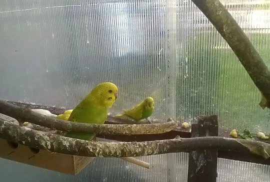 Papużki faliste