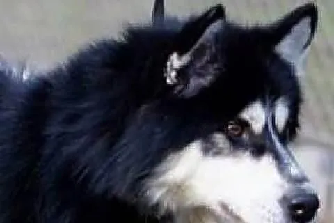 TARO młody przystojniak do adopcji