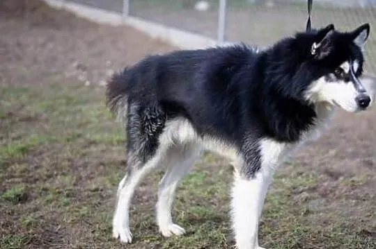 TARO młody przystojniak do adopcji