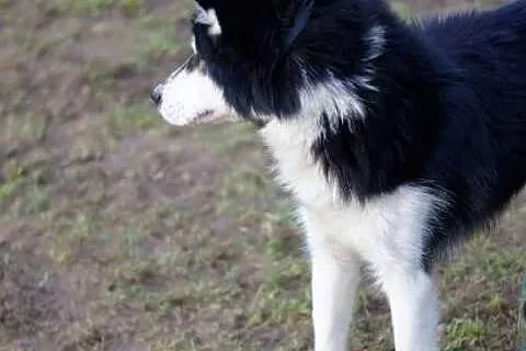TARO młody przystojniak do adopcji
