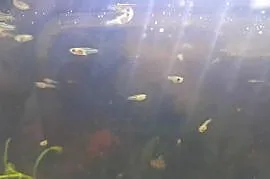 Narybek Gambuzja