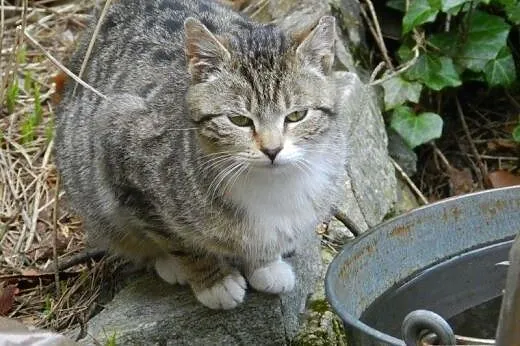Na wiosnę kwitnie do adopcji Maciejka:-),  łódzkie Łódź