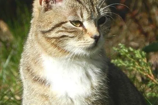 Na wiosnę kwitnie do adopcji Maciejka:-),  łódzkie