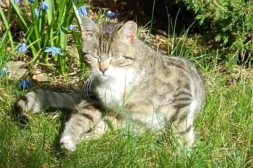 Na wiosnę kwitnie do adopcji Maciejka:-),  łódzkie