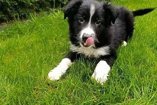 Border Collie Piesek, Świętokrzyskie, Szczaworyż
