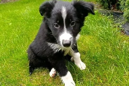 Border Collie Piesek, Świętokrzyskie, Szczaworyż