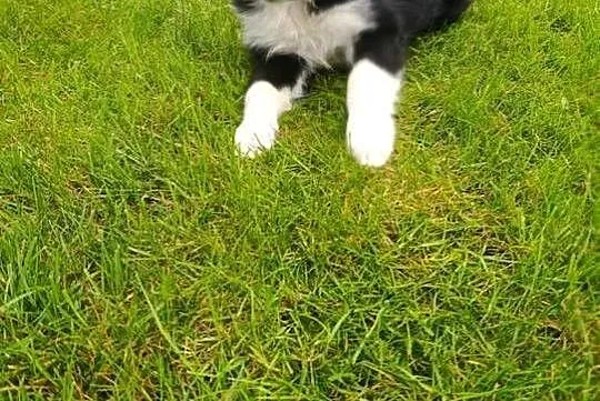 Border Collie Piesek, Świętokrzyskie, Szczaworyż