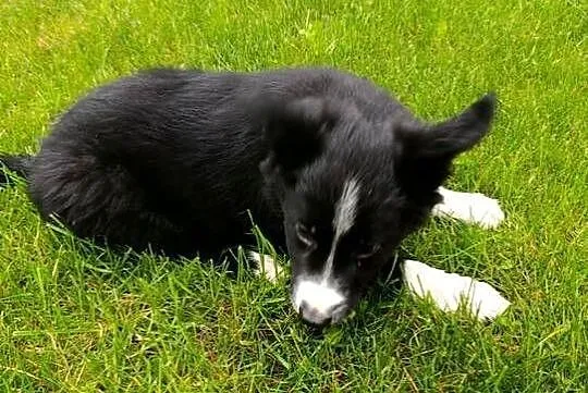 Border Collie Piesek, Świętokrzyskie, Szczaworyż