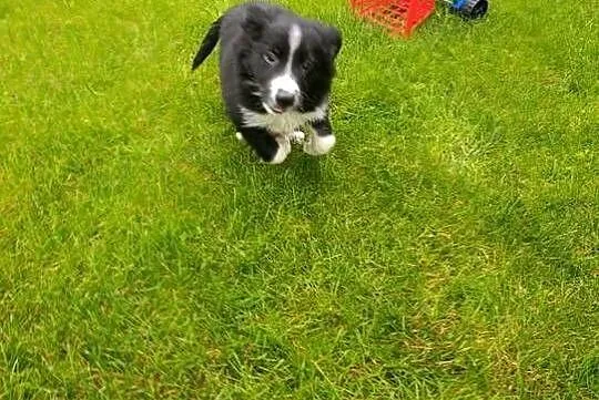 Border Collie Piesek, Świętokrzyskie, Szczaworyż