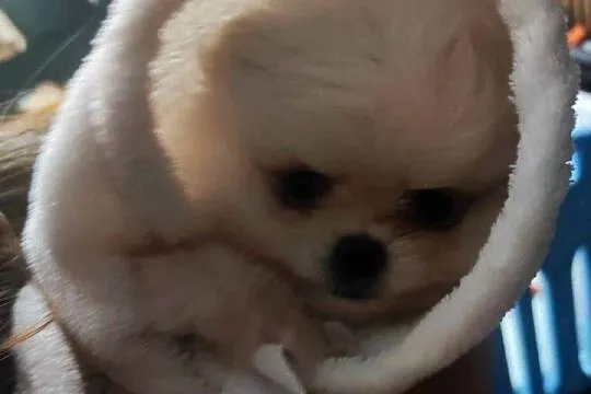 Szpic pomeranian