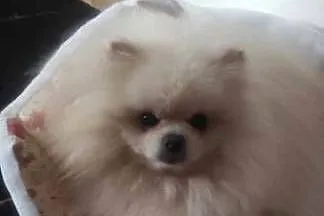 Szpic pomeranian, Kujawsko-pomorskie, Bydgoszcz