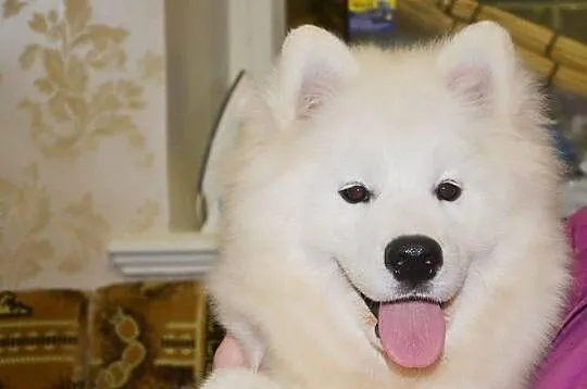 Samojed samoyed suczka z rodowodem