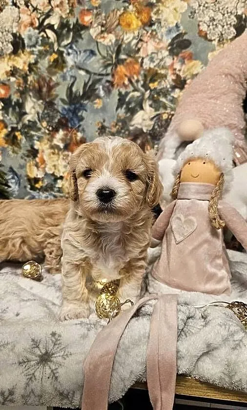 Szczeniaczki Maltipoo, Podkarpackie, Ropczyce