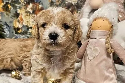 Szczeniaczki Maltipoo, Podkarpackie, Ropczyce
