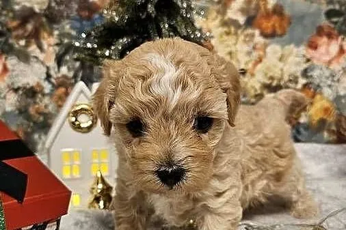 Szczeniaczki Maltipoo, Podkarpackie, Ropczyce