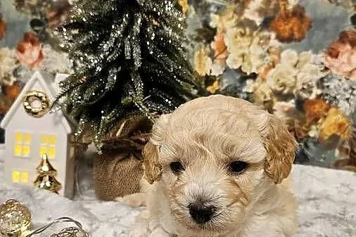 Szczeniaczki Maltipoo, Podkarpackie, Ropczyce