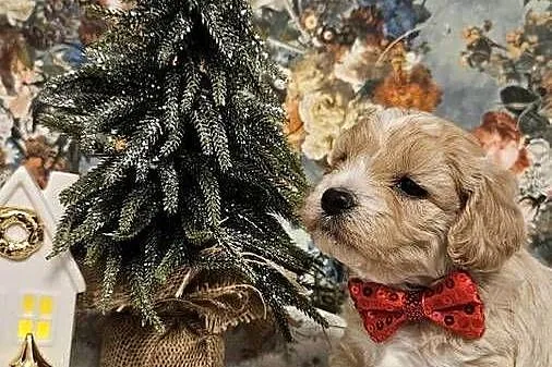 Szczeniaczki Maltipoo, Podkarpackie, Ropczyce