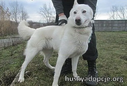 VIPER- piękny i niezależny pies husky do adopcji,