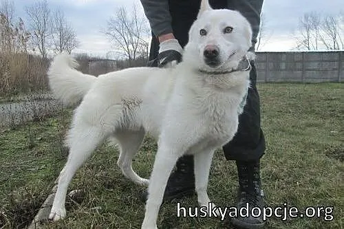 VIPER- piękny i niezależny pies husky do adopcji, 