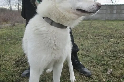VIPER- piękny i niezależny pies husky do adopcji, 