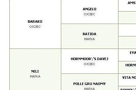 STANÓWKA - Nelino - ogier kuc walijski, , 