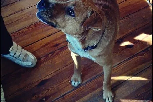 Alvin - psiak w typie stafforda do adopcji,  mazow