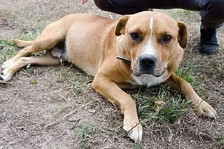 Alvin - psiak w typie stafforda do adopcji,  mazow