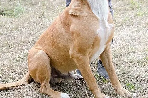Alvin - psiak w typie stafforda do adopcji,  mazow